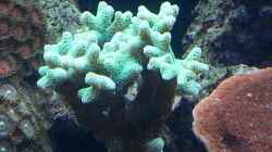 meine Korallen wachsen ! langsam aber doch !