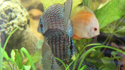 Besatz im Aquarium Home sweet Diskushome (aufgelöst)