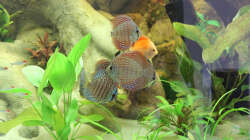 Besatz im Aquarium Home sweet Diskushome (aufgelöst)