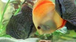 Besatz im Aquarium Home sweet Diskushome (aufgelöst)
