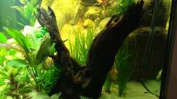 Wurzel mit Farn und Anubia