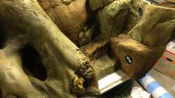 das Ausgangsmaterial