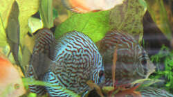 Besatz im Aquarium Home sweet Diskushome (aufgelöst)