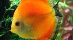 Besatz im Aquarium Home sweet Diskushome (aufgelöst)