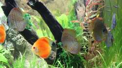 Scheiben fünf Monate im Becken