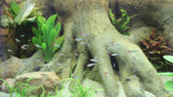 Besatz im Aquarium Home sweet Diskushome (aufgelöst)