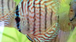 Besatz im Aquarium Home sweet Diskushome (aufgelöst)