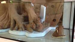 Flex, Säge und wieder Silikon!