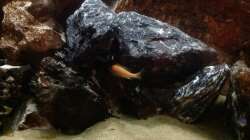 Besatz im Aquarium Malawi