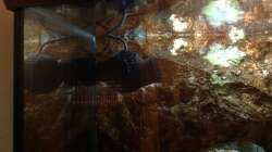 Technik im Aquarium Malawi