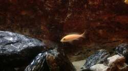 Besatz im Aquarium Malawi