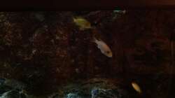 Besatz im Aquarium Malawi