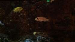 Besatz im Aquarium Malawi