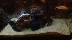 Besatz im Aquarium Malawi