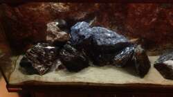 Dekoration im Aquarium Malawi