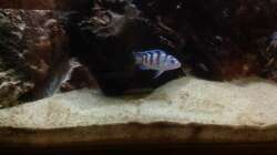 Besatz im Aquarium Malawi