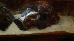 Dekoration im Aquarium Malawi