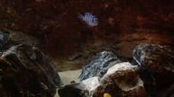 Besatz im Aquarium Malawi