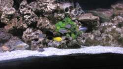 Besatz im Aquarium Malawi