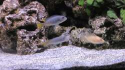 Besatz im Aquarium Malawi