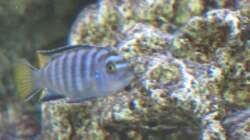 Besatz im Aquarium Malawi