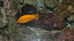 Besatz im Aquarium Malawi