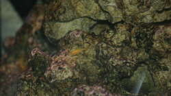 Besatz im Aquarium Malawi