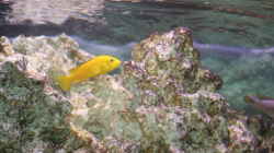 Besatz im Aquarium Malawi