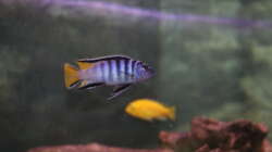 Besatz im Aquarium Malawi