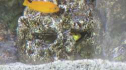 Besatz im Aquarium Malawi