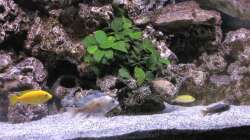 Besatz im Aquarium Malawi