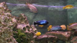 Besatz im Aquarium Malawi