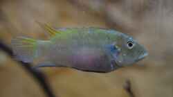 Benitochromis conjunctus Weibchen 