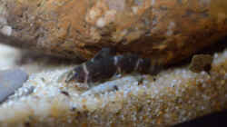 Microsynodontis batesii
