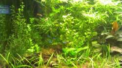 Aquarium Aquarium 54l Das Erste