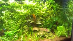 Aquarium Aquarium 54l Das Erste