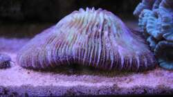 Fungia = Fungia fungites