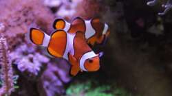 Falscher Clown - Anemonenfisch = Amphiprion ocellaris