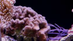 Pavona = Pavona frondifera