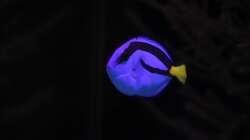 Paletten Doktorfisch = Paracanthurus hepatus