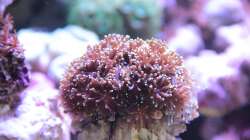 Kristallkoralle = Galaxea fascicularis