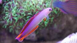 Dekor-Schwertgrundel = Nemateleotris decora