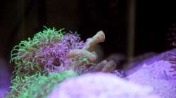 Krustenanemone = Isaurus tuberculatus