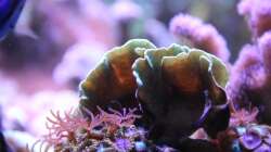 Pavona = Pavona cactus