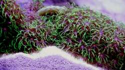 Grüne Röhrenkoralle = Briareum hamrum