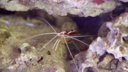 Weißbandputzergarnele = Lysmata amboinensis