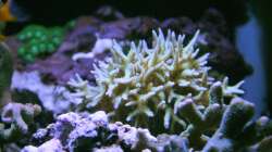 Dornenkoralle = Seriatopora dendritica