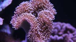 Pilzlederkoralle = Sarcophyton ehrenbergi