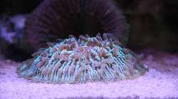 Fungia (Noppen) = Fungia sp