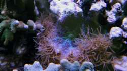 Blaugepunktete Scheibenanemone
